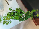 吸水盆系列綠植盆栽梔子花綠蘿桌面盆栽好養(yǎng)耐活沙漠玫瑰花卉植物 青葉常春藤冠幅約10CM高約10CM 透明早安盆/盆徑11*12cm送肥料 曬單實(shí)拍圖