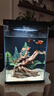 米家智能桌面魚缸+畫法幾何仿蕨類沉木造景套餐 曬單實(shí)拍圖