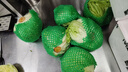 千牛優(yōu)福球生菜10斤-18斤 漢堡圓生菜西生菜輕食煎餅西餐食材新鮮沙拉蔬菜 10斤裝 曬單實拍圖