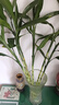 愛你一萬年大葉竹水培養(yǎng)植物花卉綠植室內(nèi)好養(yǎng)竹子富貴竹水養(yǎng)帶根鮮花發(fā)財樹 富貴竹65-75厘米6棵 曬單實拍圖