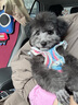 MIKI PAD狗狗衣服春秋條紋針織背心貓咪衣服小型犬夏天透氣比熊泰迪雪納瑞 彩虹條紋毛衣 S 胸圍33cm(參考體重3-6斤) 曬單實(shí)拍圖