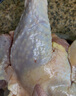 卡拉達(dá) 大香格里拉210天農(nóng)家散養(yǎng)藏土雞(整雞）1.5kg 黃雞走地雞  曬單實(shí)拍圖