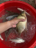 民間藝人LB系列蘆葦漂高靈敏魚(yú)漂輕口淺水加粗醒目鯽鯉魚(yú)浮漂黑坑臺釣浮標 曬單實(shí)拍圖