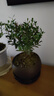 八芽 小葉赤楠盆景擺件室內(nèi)綠植花卉盆栽老樁客廳辦公室桌面好養(yǎng)植物 （【熱銷款】舍得紫砂盆赤楠+苔蘚+底座） 曬單實(shí)拍圖