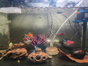 魚(yú)官兒漂亮寶貝燈鳉魚(yú)魔鬼刀黑羽毛玻璃貓鉆石彩虹鯽魚(yú)原生缸觀賞小魚(yú) 鉆石彩虹鯽3條（3-4cm） 曬單實(shí)拍圖