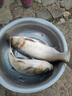 舟三公（ZHOUSANGONG）浮釣鰱鳙搭子粉末添加劑野釣魚(yú)餌料小藥大頭花白鰱開(kāi)口劑配方 酸臭酵素 曬單實(shí)拍圖