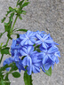 杞里香紅枸杞子頭茬特級枸杞500g新貨寧夏中寧免洗枸杞茶構茍杞茶好滋補 曬單實拍圖