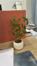 八芽小葉梔子花盆栽開(kāi)花植物室內(nèi)桌面茶幾好養(yǎng)花卉綠植辦公室凈化空氣 小葉梔子花-陶瓷豎紋盆 帶盆栽好 曬單實(shí)拍圖
