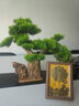 赟婭客廳玄關(guān)辦公室招財(cái)擺件五帝錢(qián)發(fā)財(cái)樹(shù)酒柜裝飾品擺件喬遷開(kāi)業(yè)禮物 五帝錢(qián)發(fā)財(cái)樹(shù)擺件 曬單實(shí)拍圖