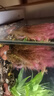瘋狂水草（FKSC）魚(yú)缸水草凈化水質(zhì)套餐蜈蚣草陰性水草浮萍植物活體水培矮珍珠 紅松尾[后景] 曬單實(shí)拍圖