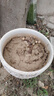 素蜜嫁接樹(shù)狀月季樹(shù)樁苗月季大花濃香四季開(kāi)花庭院盆栽地栽棒棒糖月季 曬單實(shí)拍圖