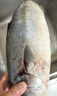 新鮮金槍魚(yú)2-11斤/條整條冷凍海捕海魚(yú)刺身速凍深海捕撈整魚(yú)槍魚(yú) 深海捕撈2-3.5斤1條 曬單實(shí)拍圖