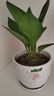 聚寶盆家用鳥巢花燭盆栽客廳室內(nèi)綠植觀葉耐陰四季常春好養(yǎng)活 2盆-聚寶盆花燭(原盆原土) 曬單實拍圖