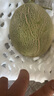 正宗新疆火焰山哈密瓜【順豐】吐魯番西州蜜25號老漢密瓜/伽師瓜 西周蜜瓜凈重7-8斤裝【1-2枚裝】 【新疆直發(fā)順豐/保證正宗】 曬單實拍圖