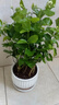行湘茉莉花盆栽花卉綠植 茉莉花8-12株+中號豎條紋陶瓷盆 源頭直發(fā) 曬單實拍圖