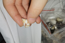 藍海精靈天然海螺 超大豆丁寄居蟹專(zhuān)用替換備用殼 魚(yú)缸造景三湖虎魚(yú)躲避 套餐B：250g海螺約80只口徑0.5-2.5cm 曬單實(shí)拍圖