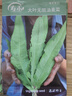 壽禾油麥菜種子苗蔬菜籽陽(yáng)臺盆栽秋季種 無(wú)斑香油麥種子12g約1.1萬(wàn)粒 曬單實(shí)拍圖