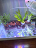 瘋狂水草迷你小九冠草水培植物魚(yú)缸水草植物直接入缸火山石*2源頭直發(fā)包郵 曬單實(shí)拍圖