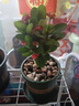 虎刺梅盆栽花卉海棠花鐵海棠四季開花植物室內(nèi)外陽(yáng)臺(tái)庭院帶花綠植 虎刺梅1盆（15-20cm)原盆原土+肥料 曬單實(shí)拍圖