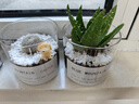 綠蔭巷子多肉植物類綠植盆栽肉肉辦公室內(nèi)仙人掌球桌面帶盆好養(yǎng)活小盆景 【白雪光】+小花狗+大玻璃杯土砂 曬單實(shí)拍圖