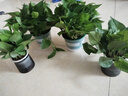 綠蘿除甲醛室內進(jìn)化空氣水培植物客廳懶人辦公室防輻射新房必備 【2盆】冠幅25cm綠蘿+綠色加侖盆自吸水 曬單實(shí)拍圖