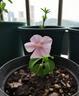 蔬菜花盆土壤殺蟲劑無毒長效防蟲顆粒菜園土里地下害蟲全殺專用藥 防蟲片*1瓶*防土里的蟲） 曬單實(shí)拍圖