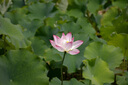 適馬（SIGMA）16-300mm F3.5-6.7 DC OS 半畫(huà)幅遠(yuǎn)攝高倍率變焦鏡頭 遠(yuǎn)攝變焦鏡頭 旅游家用風(fēng)光人像 一鏡走天下 佳能RF卡口 官方標(biāo)配【主圖配件+至高5年保修】 曬單實(shí)拍圖