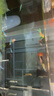 蝶翼斑馬魚長尾長鰭觀賞魚冷水小型淡水金魚活體好養(yǎng)淡水觀賞魚 大號(hào)蝶翼隨機(jī)3.5-4厘米5+1備損 曬單實(shí)拍圖