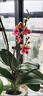 蝴蝶蘭大苗帶花苞易養(yǎng)蘭花年宵花卉四季開花室內(nèi)盆栽辦公室桌面綠 精挑蝴蝶蘭2枝花（橙色系 曬單實拍圖