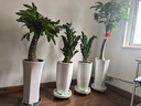 京東綠植發(fā)財(cái)樹(shù)大型綠植辦公室內(nèi)花卉招財(cái)植物盆栽除甲醛50-60cm源頭直發(fā) 曬單實(shí)拍圖