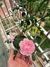 景郁春 JIRYUCUR薔薇花苗藤本月季庭院爬藤植物臺花卉四季開(kāi)花女王源頭直發(fā) 曬單實(shí)拍圖