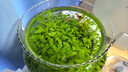 小型觀賞魚孔雀魚米奇魚斑馬魚白云金絲金苔鼠魚小型熱帶魚活體魚 孔雀斑馬米奇各4條+金苔鼠2條 曬單實拍圖