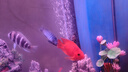 山頭林村缸氧氣泵養(yǎng)魚增氧機(jī)充氧泵家用小型制氧機(jī)氧氣機(jī)魚用充氧 銀湖室外雙孔5W送4米氣管+2氣石 曬單實(shí)拍圖