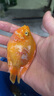 活體寵物熱帶觀(guān)賞魚(yú)黃鸚鵡黃金元寶黃財神發(fā)財魚(yú)中大型魚(yú)活體黃金鸚鵡包活 8-10CM黃金鸚鵡 曬單實(shí)拍圖