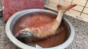 龍王恨魚(yú)餌無(wú)畏江湖一窩端菜籽餅窩料江河湖庫(kù)野釣鯽鯉草青鳊魚(yú)打窩底料 曬單實(shí)拍圖