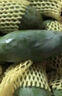 顏曼箐桂七芒果 廣西百色新鮮水果田東桂七芒熱帶大青皮香甜禮盒裝 5斤品質(zhì)大果【單果250-300g】 原產(chǎn)地直發(fā) 曬單實(shí)拍圖