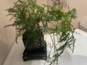 綠籮發(fā)財樹(shù)水培植物盆栽室內富貴竹薄荷多肉花卉四季綠植梔子花蘿 【6盆】發(fā)財樹(shù)+富貴竹+梔子+文竹+羅漢松+萬(wàn)重山 含盆 曬單實(shí)拍圖