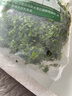 勝畫爬地矮珍珠水草植物魚缸專用造景草坪趴地日本珍珠草制氧陰性水草 【入缸成景】矮珍珠網(wǎng)片裝2大片（約8*8CM） 曬單實拍圖