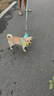 米聆狗繩牽引繩新款帶鈴鐺中小型犬遛狗胸背帶金毛泰迪狗鏈子寵物用品 黃藍(lán)帶鈴鐺牽引繩-XL（15-21斤） 曬單實拍圖