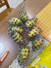 新鮮青橄欖甜種潮汕生鮮水果生吃泡茶煲湯綠皮果整箱包郵 1斤 曬單實(shí)拍圖