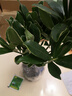 萌肉居金邊瑞香觀花植物盆栽好養(yǎng)庭院陽(yáng)臺(tái)植物/金邊瑞香原盆土源頭直發(fā) 曬單實(shí)拍圖
