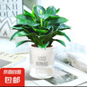 鉑金鉆盆栽綠蘿籮花卉植物室內(nèi)花水培綠植多肉懶人好養(yǎng)發(fā)財(cái)樹(shù) 3棵金鉆25-30cm+早安盆 曬單實(shí)拍圖