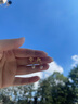 炙真銀樓S925純銀冷琺瑯桃花仿珍珠耳墜女新中式七夕情人節禮物送女友老婆 灼灼桃花耳釘 925銀 曬單實(shí)拍圖