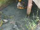 IWOWN福壽螺專殺專用藥安全不傷魚小龍蝦蟹幼苗蝦塘池水清理蝸螺一掃光 1瓶裝【福壽螺全滅】 曬單實(shí)拍圖
