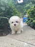 純種比熊幼犬小型犬米奇耳比熊犬飛耳比熊法國(guó)卷毛小體型活寵物狗 血統(tǒng)級(jí) 精品比熊 母 曬單實(shí)拍圖