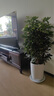 Only you【兩小時(shí)達】發(fā)財樹(shù)大型盆栽綠植花卉室內客廳辦公室開(kāi)業(yè)喬遷送禮 紅掌 曬單實(shí)拍圖