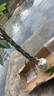 嘆為觀止大型植物發(fā)財(cái)樹各種大顆盆栽開業(yè)喬遷客廳辦公室內(nèi)好養(yǎng)大型花卉 辮子發(fā)財(cái)樹【1.7-1.8米】 含盆 曬單實(shí)拍圖