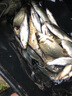 野營(yíng)者黑戰神29升防刮釣箱全套新款多功能釣魚(yú)箱魚(yú)桶垂釣競技釣箱 29L 帶輪單炮臺【雙軌道升級款+方盒+支架】 曬單實(shí)拍圖