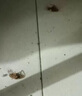 譙清溢呋蟲胺500ml 殺蟲劑噴霧跳蚤螞蟻臭蟲床虱家用床上可用貓狗家庭 曬單實(shí)拍圖