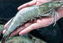 蝦有蝦途青島大蝦無(wú)冰新鮮海蝦白蝦鮮活冷凍大蝦批發(fā)3.6斤凈重 青島大蝦 3.6斤(凈重)  只只分離 18-20cm【超大蝦皇】無(wú)冰 曬單實(shí)拍圖